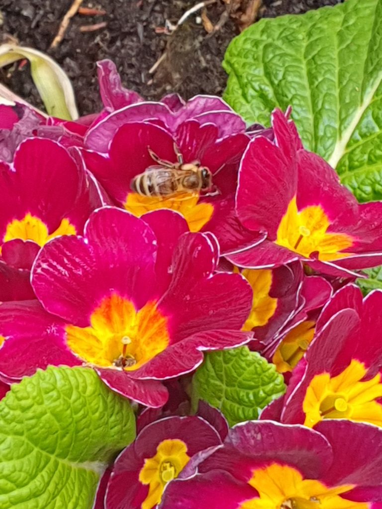 Bienenbilder